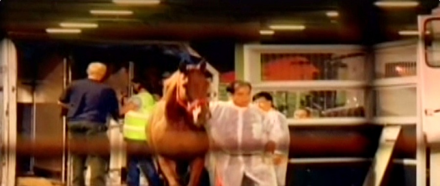 video: Animal Mega Moves: Horses
