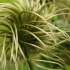 Deep Garden: click to view video