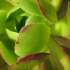 Deep Garden: click to view video
